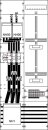 ABB STRIEBEL & JOHN - 2CPX035028R9999 - KA4270 Mess-...