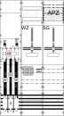 ABB STRIEBEL & JOHN - 2CPX056130R9999 - WF39KK51 9RE...